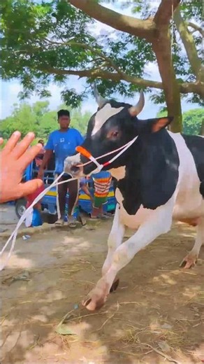 Cow videos 1294😅 #shortsvideo #funnyshorts #funny #cow #cowcow #funnycow #animals