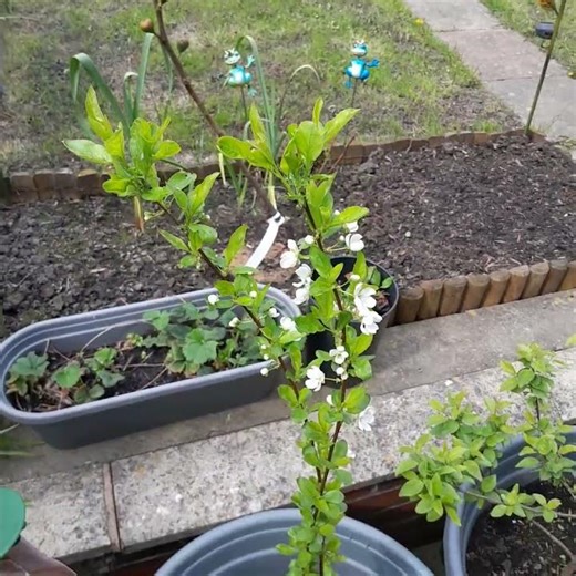 WILD PLUM,Decidiuse wild Round yellow plum.Easy growing variety For small Gardens