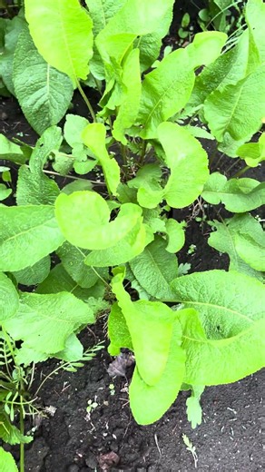 【家庭菜園】山わさび68日目 #gardening #garden #再生栽培 #庭作業 #ニラ #山わさび #nature #farming
