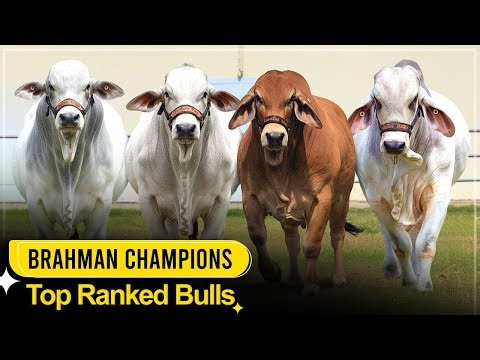 Brahman Champions | Top Ranked Bulls