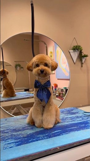 He was kicked out from another groomer