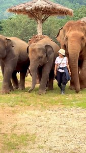Lek Chailert on Instagram: "In elephant society, the herd leader is often a female. At Elephant Nature Park, Faa Mai is training to become that leader. She is an elephant with strong leadership qualities—gentle, yet attentive and caring toward others. While we were practicing evacuation many elephants were still walking slowly behind. Faa Mai would stop the group and wait until everyone had caught up. She even allowed Boon Ma time to feed baby ChaBa her milk before continuing the journey. Having