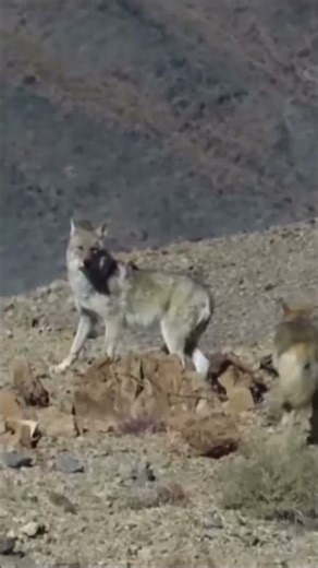 Mongolian Wolves 🐺 #wolf #wolfhunting #mongolia #mongolianwolf #travelmongolia #roadtrip #wolfpack