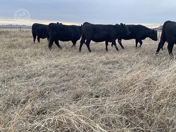 Bred Heifers Commercial - Beef Cattle For Sale | LivestockMarket.com