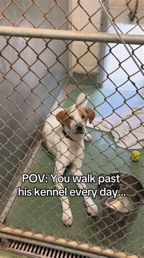 Huntley, IL. Krypto is just 1 year old and has already spent 112 days in the shelter. 💔 He loves people. He loves kids. He loves other dogs. He’s everything you could want — and he’s still waiting. Why does no one see him? 🐾 #AdoptKrypto #AdoptDontShop #ShelterDog #RescueDog #WaitingForHome | Animal House Shelter