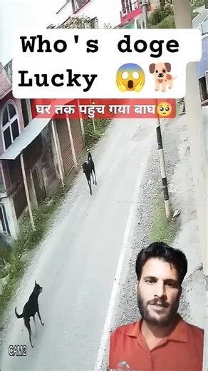 Why This Village is Scared of Tigers #Shorts