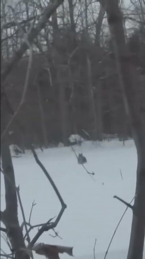 Coyote Hunt Crossbow #hunting #coyote #nature #deerhunting