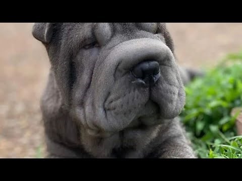 Blue Shar Pei (Sky)