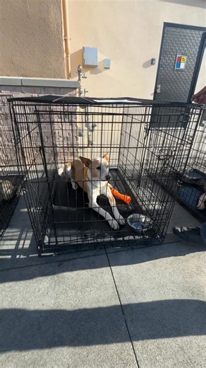 4.7K views · 148 reactions | Come meet our adoptable dogs at Raising Cane's! 11403 Stockdale Highway! We'll be here until 5pm  Biscuit, Gravy, Topper, Charlie, and Lois Lane are hoping to find their new forever home! Adoption fee is just $20! | Kern County Animal Services | Facebook