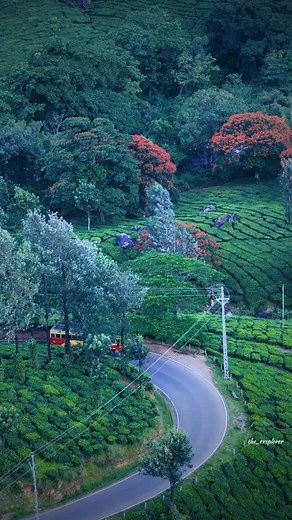 Spathodea flowers blooming now in Munnar Marayoor📍 Munnar Idukki Kerala . . . #reelsvideo #reelkarofeelkaro #trendingreels #trending #explorepage # | the_exxplorer