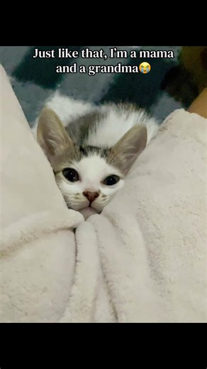 Don’t got personal space anymore.😭🐶🐱 #fyp #tiktok #pets #kitten #puppy