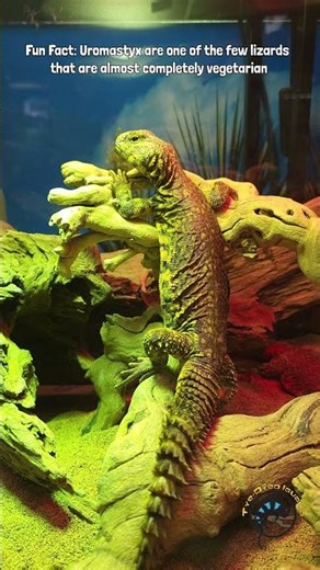 No bugs needed 😳 #reptiles #snake #animals #lizard