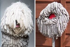 6 Dogs That Look Like Mops