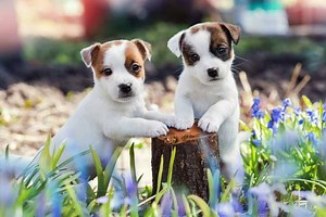 Can Jack Russells Live with Other Dogs? [Yes, here is How]
