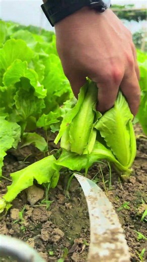 Don't Pull Your Lettuce! It Will Grow Again! 🥬🌱