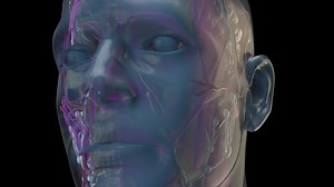 Download 3D medical animation of a human head and skull - Loop for free