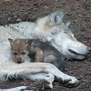 We can all use a little extra love ❤ Love like a wolf 🐺 | Wolf Conservation Center