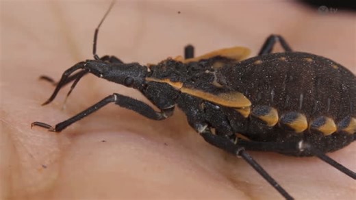 Up to 100,000 Californians could have potentially fatal ‘kissing bug’ disease previously rarely seen in US