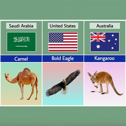 700K views · 9K reactions | National Animals From Different Countries | Mr Futu | Facebook