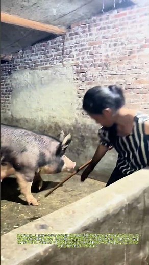 豚の分離作業：愛情と技術の狭間で