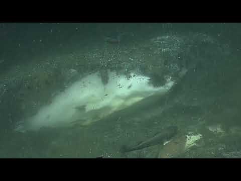 Searching for Methane Hydrates of Cascadia Margin | Nautilus Live