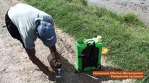 Sariling gawang effective microorganism, ginamit na pampabulok ng pasyok. Ini-spray sa land preparation. Sangkap sa 14 litrong homemade effective microorganism: -hugas bigas (12 liters) -lebadura (2 piraso) -molasses (2 litro) -yakult (2 botilya) #EffectiveMicroorganisms #pasyok #LandPreparation #balingogwestguimba #GuimbaNuevaEcija #SamaSamaTayoPilipino | Radyo Natin Guimba