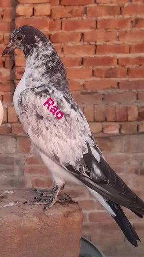 #vew #paroblam #fypシ #viral #vedio #faryoupage