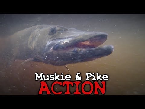Musky and Pike Fishing - Northwoods of Wisconsin