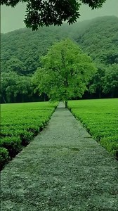Cloverfield+ Candleford: A Peaceful Day's Journey Through Nature's Embrace