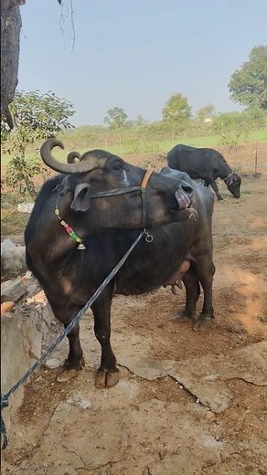 Real Buffalo Sounds in HD | Powerful Animal Call for Relaxation & Nature Lovers