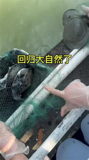 热门音乐歌曲#放生#正能量#情感#国泰民安
