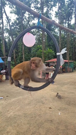 Funny Monkey Circus: Balloon Fun and Acrobatics!#LaughOutLoud #MustWatch #MonkeyFun #AnimalKingdom #