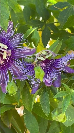Passionflower (Passiflora incarnata)
