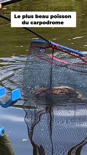 Regardez cette prise ! Ce pêcheur savoure sa victoire dans le carpodrome, partageant chaque détail de sa capture.#fishing #pecheaucoup #pechecarpe #Pêche #Carpe #FishingLife #PassionPêche