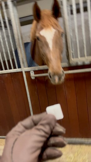 1.7K views · 31 reactions | #happyhorses #dressagehorses #oakfieldstables #lovehorses | Oakfield Stables | Facebook