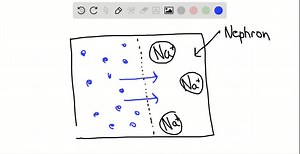 SOLVED:How does the mechanism of action of the osmotic diuretics differ from that of other diuretic drugs?