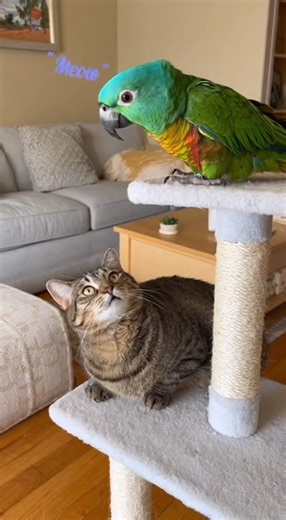 Watch as a clever parrot gives a funny lesson to a confused kitty! You won't believe the results of this hilarious animal chatter. Don't miss the laughs! | Crazy Birds Daily