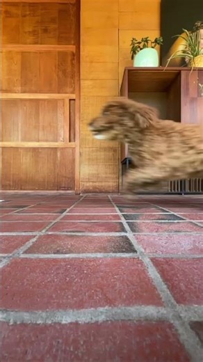 Quick cockapoo #cockapoos #cockapoo #dog #puppy #cute #funny #running #pets #song