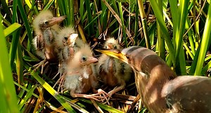 4K views · 261 reactions | The Smallest Bird Never Gets Food | Border Birds | Facebook