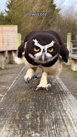 Exploring the Charm of Owls and Parrots on TikTok