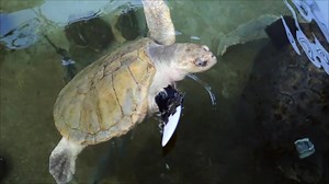 8.3K views · 573 reactions | Lola, an endangered Kemp's ridley sea...