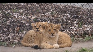 Brněnská zoo ukázala lví mláďata. Pokřtil je tenista Štěpánek, vybral jméno pro samce - Seznam Zprávy