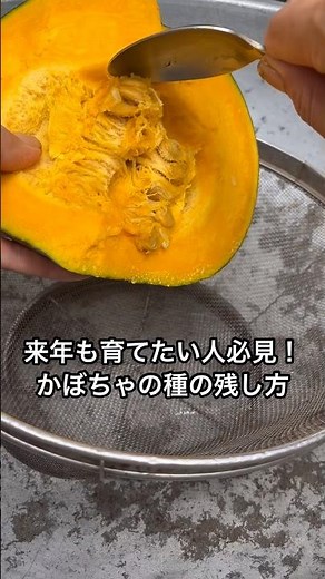 かぼちゃの種、捨てていませんか？来年も育てたい人向けに、自家採種の方法を紹介！種の選び方や乾燥のコツ、保存方法まで初心者にも分かりやすく解説します🎃🌱