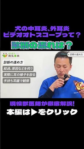 【診断の流れは？】犬の中耳炎・外耳炎の診療に使用されるビデオオトスコープとは？【現役獣医師が徹底解説】#中耳炎 #外耳炎 #ビデオオトスコープ #動物 #犬 #ペット #動物病院