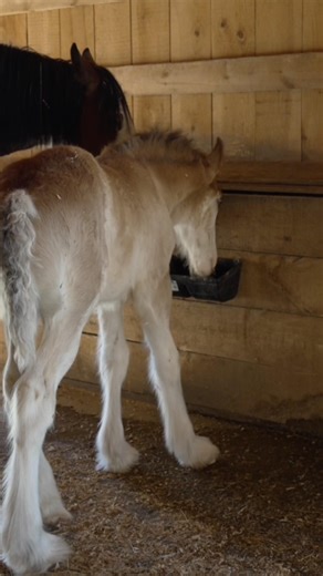 Foals are learning to eat grains. #clydesdale