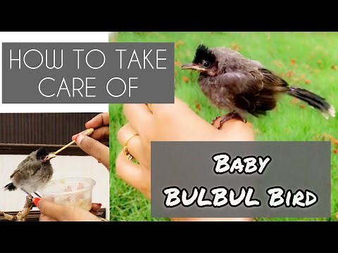 How to take care of Baby BULBUL BIRD/ How to feed Baby Bird/Bulbul bird care