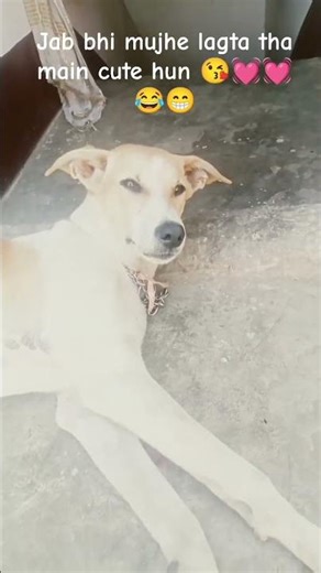jaisa mujhe lagta tha main cute hun 😘😘😽😽 trending you tube viral short 🤓🤣🤣😂 cute puppy