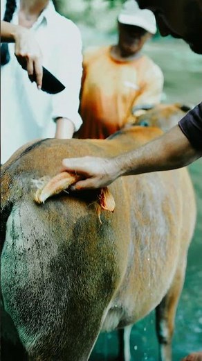 Bath Time by the River! A Morning with Our Gentle Cows at Bambu Indah