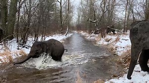 257K views · 10K reactions | Snow Day "On Safari!™" ⛄️ | African Lion Safari | Facebook