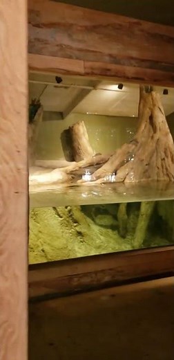 Meet Mardi - An All-White American Alligator at Palm Beach Zoo and Conservation Society